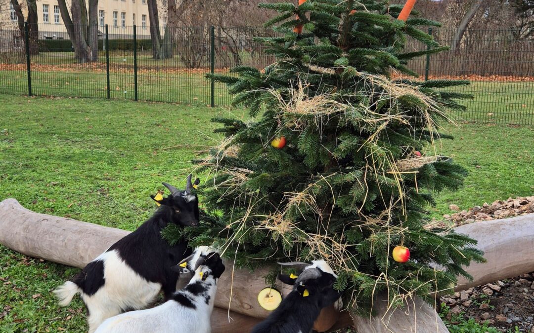 Einen behaglichen dritten Advent!
