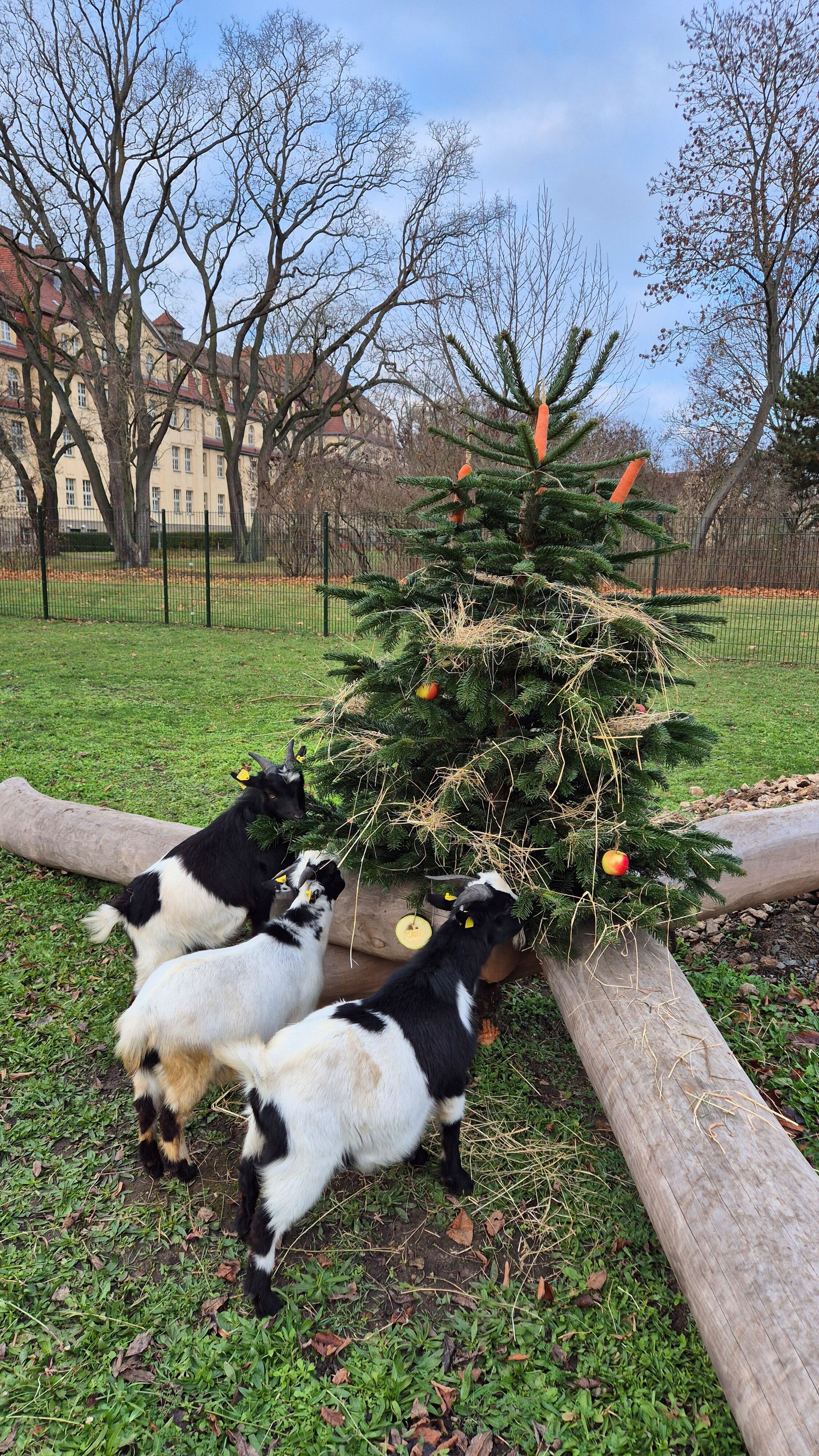 Drei Zwergziegen der Paul-Riebeck-Stiftung wünschen einen frohen dritten Advent! © Paul-Riebeck-Stiftung Drei Zwergziegen der Paul-Riebeck-Stiftung wünschen einen frohen dritten Advent und knabbern an einer geschmückten Tanne in ihrem Gehege!