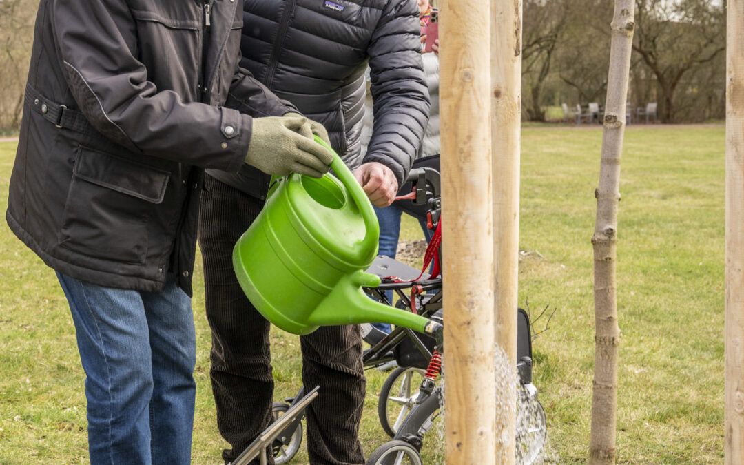 Neue Jubiläumsbäume wachsen